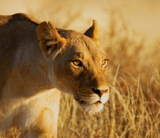 Disfruta de un auténtico safari con 'Virry VR' y tu PSVR