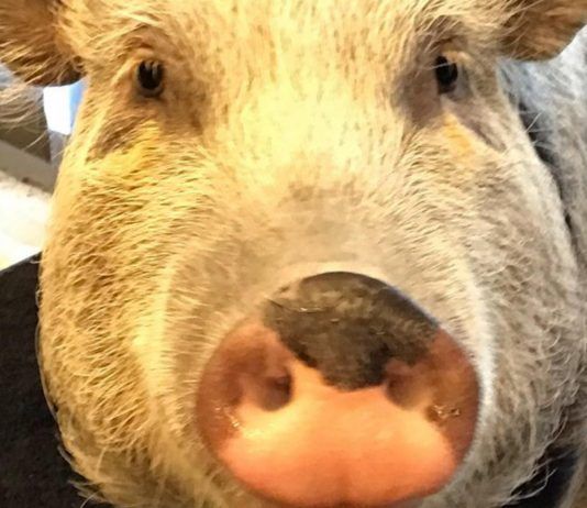 Un cerdo es el nuevo fichaje de 'The Last of Us: Part II'