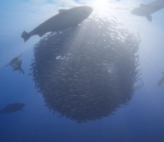 Sumérgete en Beyond Blue, una aventura submarina de la BBC