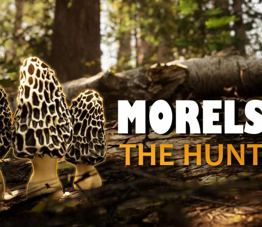 Conviértete en fotógrafo de vida silvestre: Ya a la venta Morels: The Hunt 2