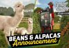 Farming Simulator 25 se va a Sudamérica con la actualización Beans & Alpacas