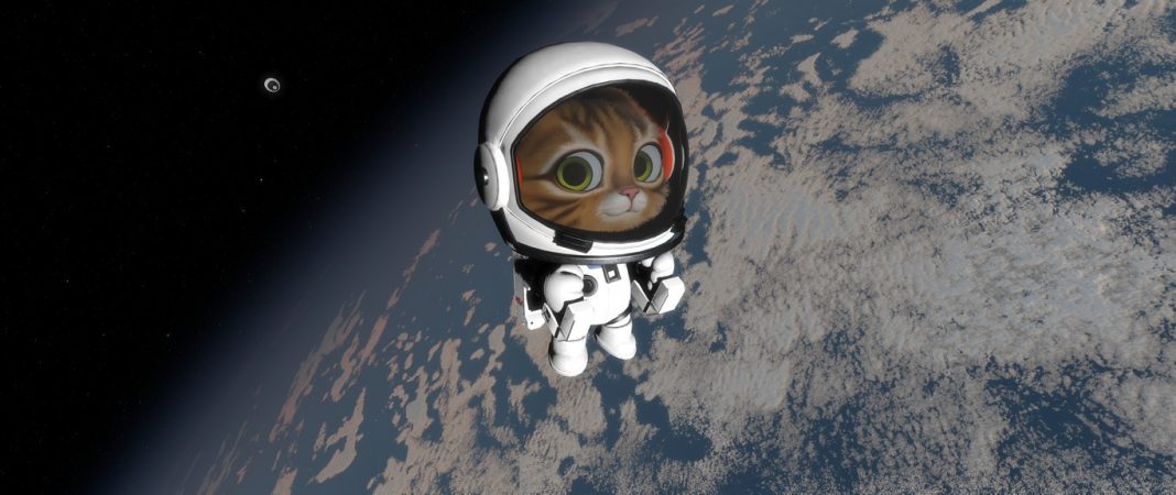 Kitten-Space-Agency-Nov-25-1-Kitten-From-Space