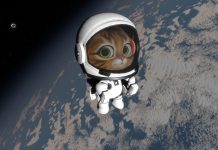 Kitten Space Agency estrena nuevo teaser y celebra un galardón